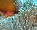 Anemone mit Bschelbarsch/Jina Reef