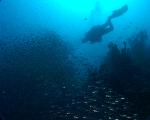 Glasfischschwrme im Baa Atoll